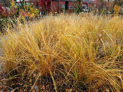 Foxtrot Fountain Grass (Pennisetum alopecuroides 'Foxtrot') at Lakeshore Garden Centres