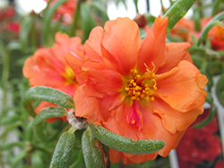 Happy Hour Orange Portulaca (Portulaca grandiflora 'PAS752674') at A Very Successful Garden Center