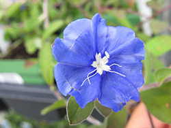 Hawaiian Blue Eyes Morning Glory (Evolvulus glomeratus 'Hawaiian Blue Eyes') at Lakeshore Garden Centres