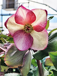 HGC Ice N' Roses Rosado Hellebore (Helleborus 'COSEH 5400') at A Very Successful Garden Center