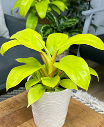 Prismacolor Imperial Gold Philodendron (Philodendron 'Imperial Gold') at A Very Successful Garden Center
