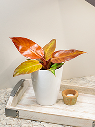 Prismacolor Sun Red Philodendron (Philodendron 'Sun Red') at A Very Successful Garden Center