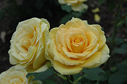 Limelight Rose (Rosa 'Limelight') at Stonegate Gardens