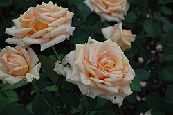 Chantoli Rose (Rosa 'Chantoli') at A Very Successful Garden Center