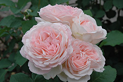Clair Renaissance Rose (Rosa 'Clair Renaissance') at Stonegate Gardens