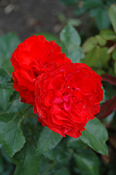 Irish Wonder Rose (Rosa 'Irish Wonder') at Lakeshore Garden Centres