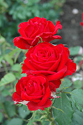 Bad Nauheim Rose (Rosa 'Bad Nauheim') at Stonegate Gardens