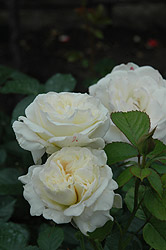 Ice White Rose (Rosa 'Ice White') at A Very Successful Garden Center