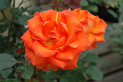 Apricot Prince Rose (Rosa 'Apricot Prince') at Stonegate Gardens