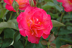 Donatella Rose (Rosa 'Donatella') at A Very Successful Garden Center