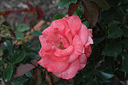 Irish Regen Rose (Rosa 'Irish Regen') at Stonegate Gardens