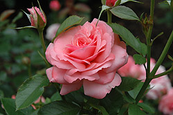 Heckenzauber Rose (Rosa 'Heckenzauber') at Stonegate Gardens