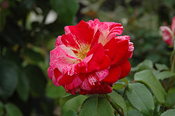 Tango Rose (Rosa 'Tango') at A Very Successful Garden Center