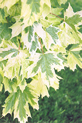 Harlequin Norway Maple (Acer platanoides 'Harlequin') at Lakeshore Garden Centres