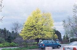 Harlequin Norway Maple (Acer platanoides 'Harlequin') at Lakeshore Garden Centres