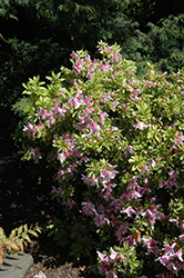 Pink Beauty Azalea (Rhododendron 'Pink Beauty') at A Very Successful Garden Center