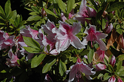 Pink Beauty Azalea (Rhododendron 'Pink Beauty') at Stonegate Gardens
