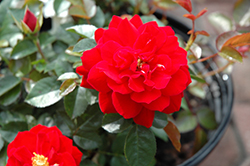 Fiery Sunsation Rose (Rosa 'Fiery Sunsation') at Lakeshore Garden Centres