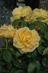 Easy Going Rose (tree form) (Rosa 'HARflow (tree form)') at A Very Successful Garden Center