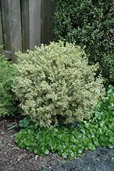 Emerald Moon Boxwood (Buxus sempervirens 'Variegata') at A Very Successful Garden Center