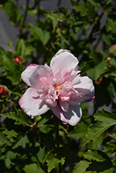 Double Pink Rose of Sharon (Hibiscus syriacus 'Double Pink') at Lakeshore Garden Centres