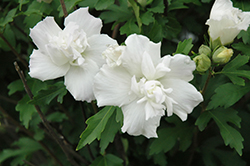 Double White Rose of Sharon (Hibiscus syriacus 'Double White') at A Very Successful Garden Center