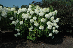 Tidal Wave Hydrangea (Hydrangea paniculata 'Phantom') at A Very Successful Garden Center