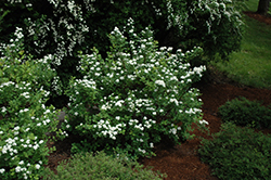 White Frost Spirea (Spiraea betulifolia 'Tor') at Stonegate Gardens