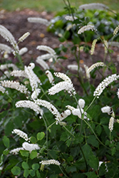 American Bugbane (Actaea racemosa) at A Very Successful Garden Center