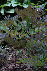 James Compton Black Snakeroot (Actaea racemosa 'James Compton') at Lakeshore Garden Centres