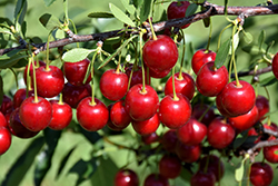Crimson Passion Cherry (tree form) (Prunus 'Crimson Passion (tree form)') at Golden Acre Home & Garden