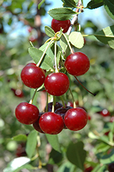 Cupid Cherry (tree form) (Prunus 'Cupid (tree form)') at A Very Successful Garden Center