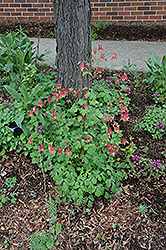 Wild Red Columbine (Aquilegia canadensis) at The Mustard Seed
