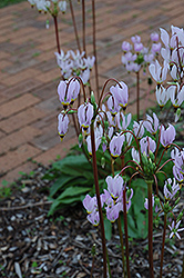Shooting Star (Dodecatheon meadia) at A Very Successful Garden Center