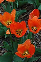 Praestans Fusilier Tulip (Tulipa 'Praestans Fusilier') at Stonegate Gardens