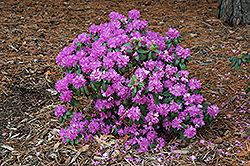 Compact P.J.M. Rhododendron (Rhododendron 'P.J.M. Compact') at Lakeshore Garden Centres