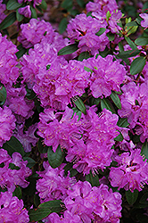 Compact P.J.M. Rhododendron (Rhododendron 'P.J.M. Compact') at A Very Successful Garden Center