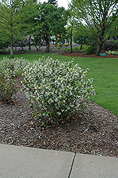 Black Chokeberry (Aronia melanocarpa var. elata) at A Very Successful Garden Center