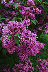 Fragrant Bouquet Lilac (Syringa vulgaris 'Fragrant Bouquet') at A Very Successful Garden Center