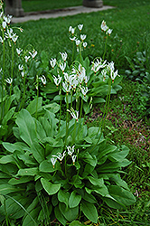 White Shooting Star (Dodecatheon meadia 'Alba') at A Very Successful Garden Center