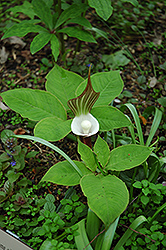 Japanese Jack-In-The-Pulpit (Arisaema sikokianum) at Lakeshore Garden Centres