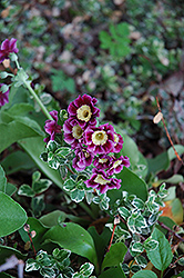 Siebold Primrose (Primula x auricula 'Sieboldii') at Stonegate Gardens