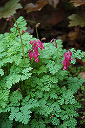 King of Hearts Bleeding Heart (Dicentra 'King of Hearts') at Stonegate Gardens