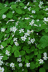 Rue Anemone (Anemonella thalictroides) at Lakeshore Garden Centres