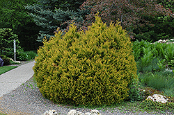 Rheingold Arborvitae (Thuja occidentalis 'Rheingold') at Stonegate Gardens