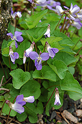 Wooly Blue Violet (Viola sororia) at A Very Successful Garden Center