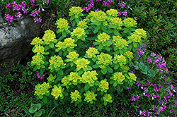 Cushion Spurge (Euphorbia polychroma) at A Very Successful Garden Center