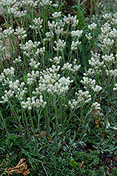 Pussytoes (Antennaria dioica) at Stonegate Gardens
