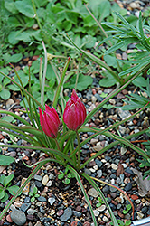 Crocus Tulip (Tulipa humilis 'Violacea') at A Very Successful Garden Center