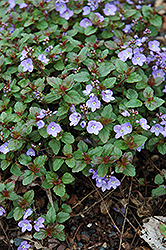 Waterperry Blue Speedwell (Veronica 'Waterperry Blue') at Lakeshore Garden Centres